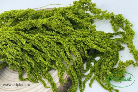 Amaranthus Verde