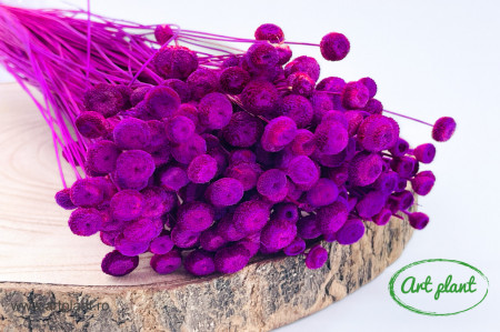 Amarelino Fuchsia