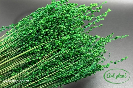 Briza Minima Verde
