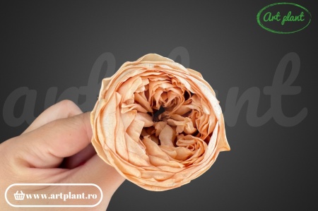 Bujori Criogenați Caramel Toff 01