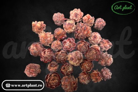 Conuri Pubescens Red