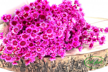 Glixia Fuchsia