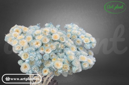 Helichrysum Italian Albastru Deschis