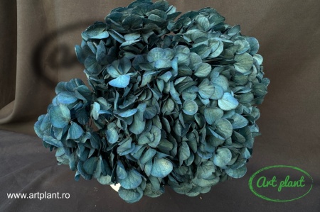Hortensie Criogenata Albastru Petrol Blu06 XL