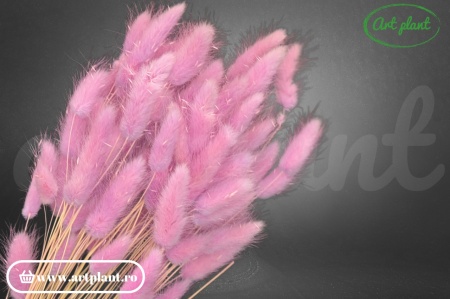 Lagurus glicine