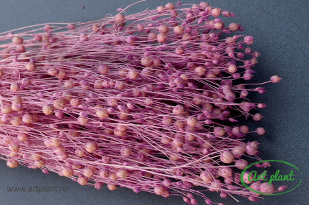 Lino (In) Glicine