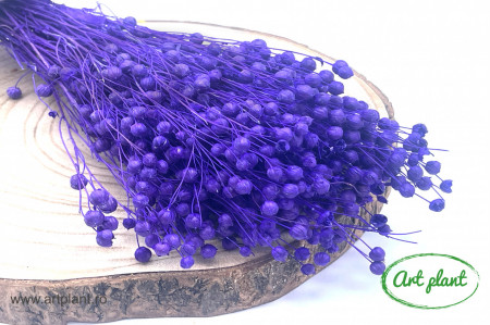 Lino (In) Violet