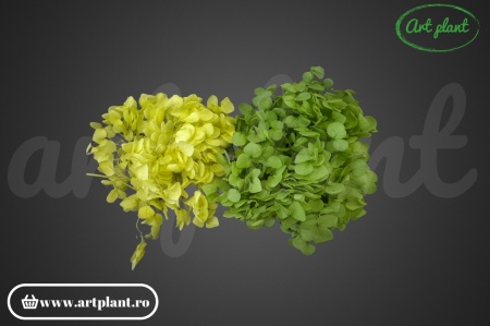 Mix Hortensie Stabilizată – Set cu 2 Culori Naturale