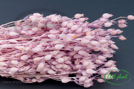 Silene filder