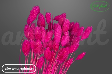 Talaris fuchsia (G)