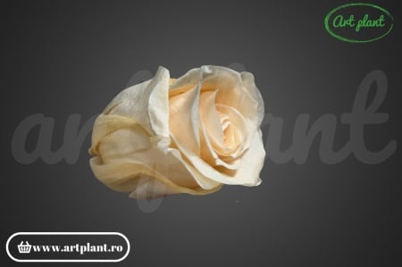 Trandafir criogenat Cantaloupe M