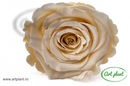 Trandafir Criogenat L Champagne CHA01