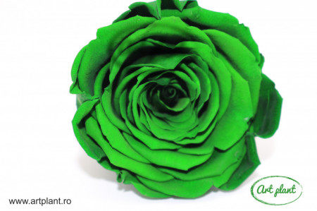 Trandafir Criogenat L Verde Inchis Gre02