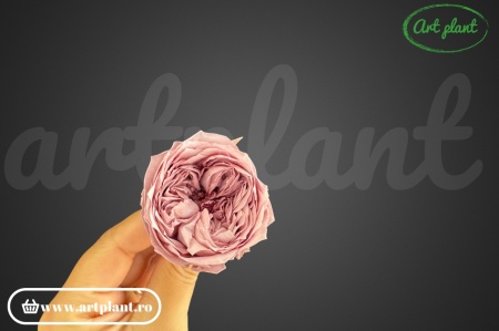 Trandafir englezesc criogenat mauve pink