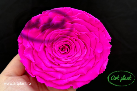 Trandafiri Criogenati XXL Roz Fuchsia Pin07