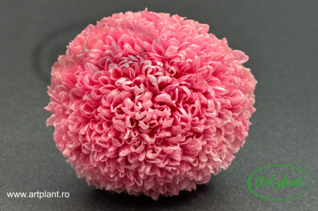 Crizantema ping-pong criogenata pink