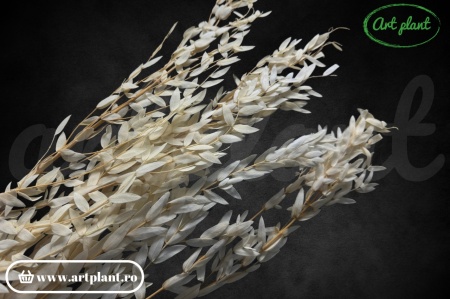 Eucalipt Parvifolia Alb / Crem