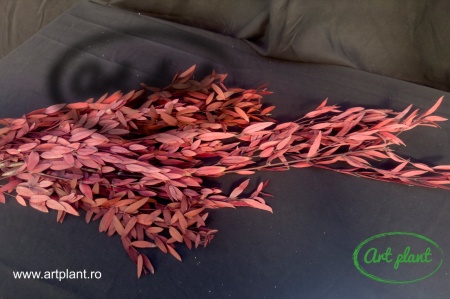 Eucalipt Parvifolia Red