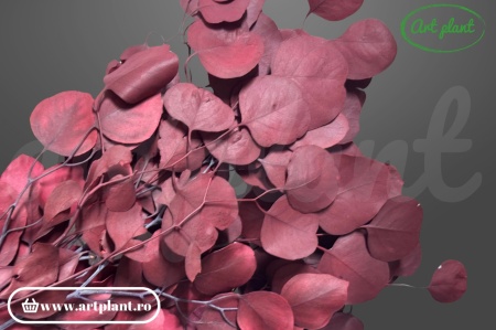 Eucalipt populus bordo