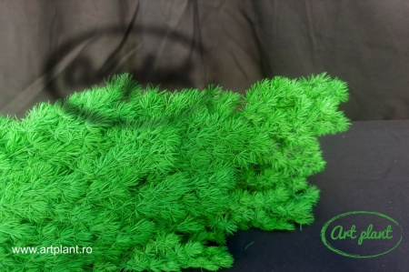 Feriga criogenata ming verde