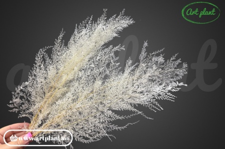 Feriga Lace Alb / Crem