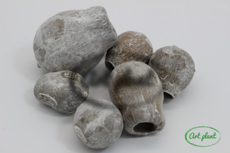 Fructe Eucalipt Clopot Alb Prafuit