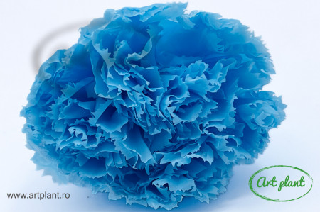 Garoafa criogenata sky blue