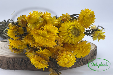 Helichrysum Galben Natural