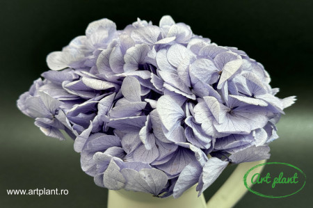 Hortensie Criogenata Cool Lavender