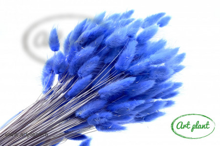 Lagurus violet