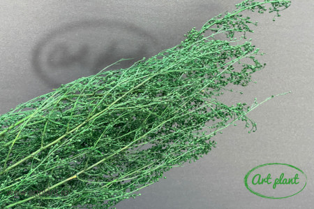 Lipidium verde