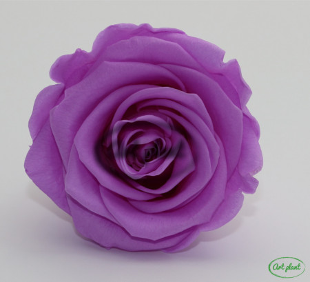 Trandafir criogenat Baby Lily L