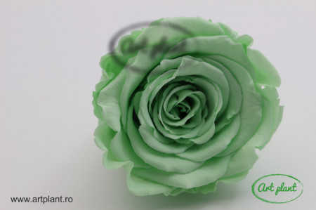 Trandafir Criogenat L Verde Deschis Gre04