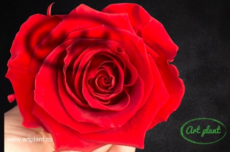 Trandafir criogenat Premium Red