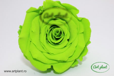 Trandafir Criogenat Verde Neon Gre05