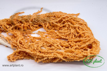 Amaranthus Light Orange
