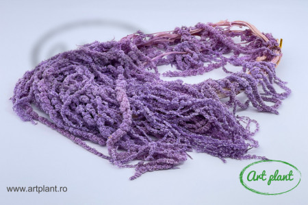 Amaranthus Lila