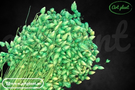 Briza maxima verde menta (G)