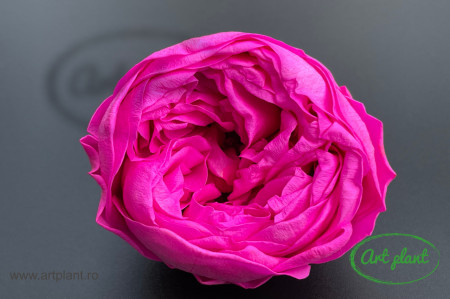 Bujori Criogenați Roz Fuchsia Pin07