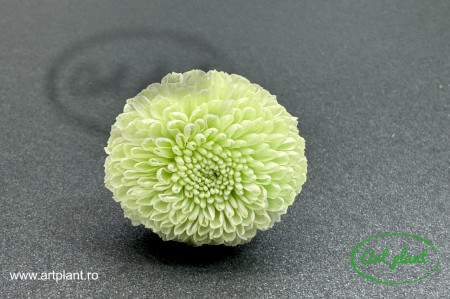 Crizantema ping-pong criogenata mint green