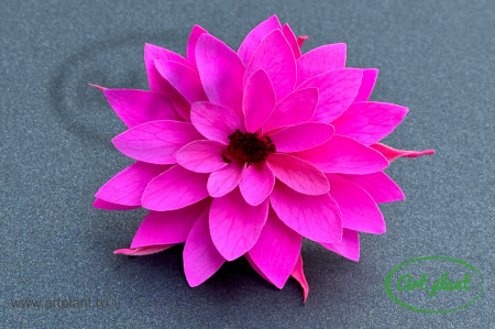 Dalia Criogenata Roz Fuchsia Pin07