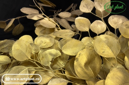 Eucalipt populus auriu