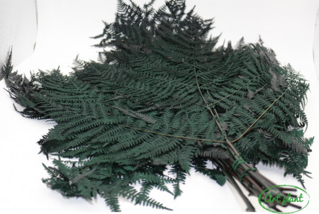 Feriga Gigant Criogenata Verde