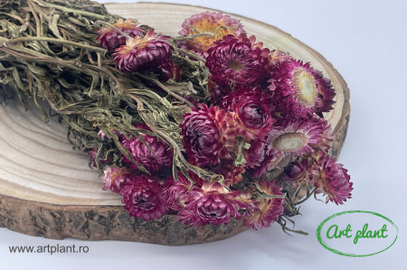 Helichrysum Violet Natural