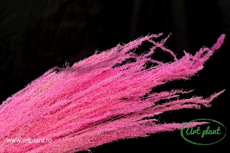 Iarba ornamentala agrostis fuchsia