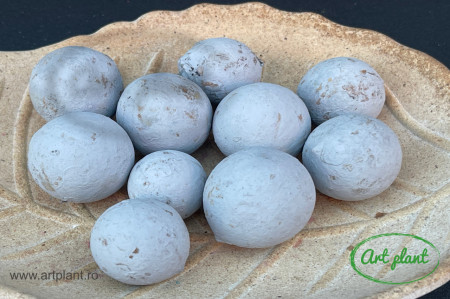 Nuci macadamia gri albastrui