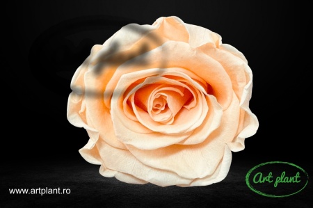 Trandafir criogenat Perfect Peach L