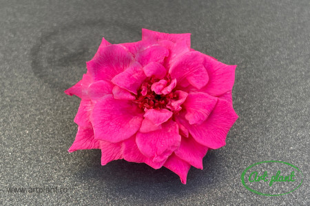 Trandafir criogenat salbatic Fuchsia