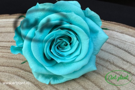 Trandafir Criogenat Turquoise Blu02