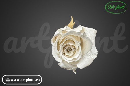 Trandafiri Criogenati Alb-Crem Whi04